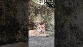 new cat persian cat cat catlover catvideos catplay [upl. by Urban]