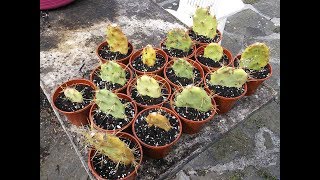 How to grow Cactus from cuttings  Opuntia The Prickly Pear Cactus [upl. by Sundberg14]