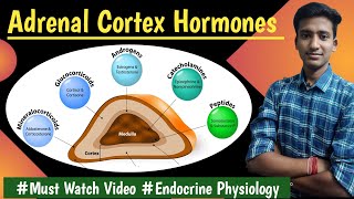 Corticosteroids Adrenal Cortex Hormones Endocrine Physiology LecturesMBBS Ashish [upl. by Bronson378]