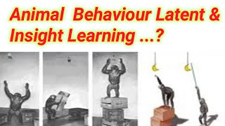 Latent And Insight Learning  Lecture no  19 [upl. by Rahcir324]