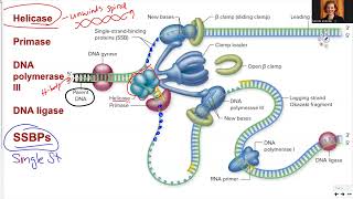 181 Ch14 DNA replication enzymes [upl. by Philly915]