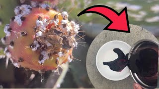 How to extract dye from Cochineal bugs [upl. by Ranite]