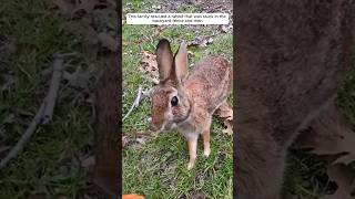 This family rescued a rabbit that was stuck in the backyard fence and then animalshorts [upl. by Aimas]