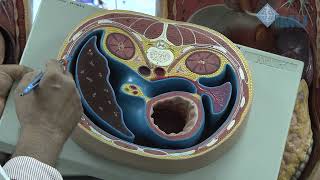 Lesser sac Epiploic foramen Peritoneal spaces amp Hepatorenal Pouch of Morrison [upl. by Nnanerak27]