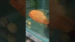 Red spotted severum confirm breeding pair  2500Rs  Whats app  9745078613  plantorium [upl. by Hannahs]