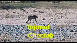 Injured Cheetah [upl. by Suoicul]