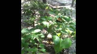 Cephalanthus occidentalis  Button Bush [upl. by Drarig847]