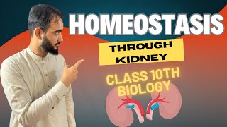 Kidney role in Homeostasis  Kidney Function  Homeostasis Class 10th Biology Basharat Ali Lecture [upl. by Duong]