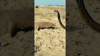 mongoose vs king cobra New 2024 shortsviral [upl. by Tay233]