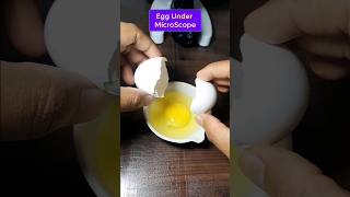 Egg 😵‍💫🥵 Under microscope shorts experiment microscope [upl. by Ttelrahc792]