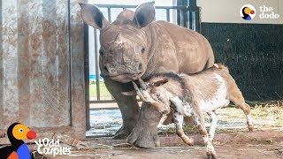 Baby Rhino Grows Up With Goat Best Friend  The Dodo Odd Couples [upl. by Niwle]