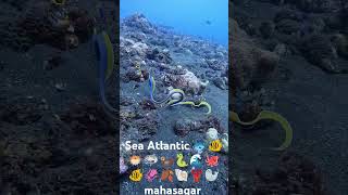 Atlantic mahasagar atlanticocean atlantic sea seafood fish aquarium underwater share [upl. by Idnerb]