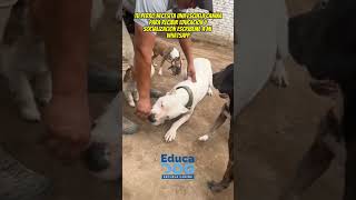 DOGO ARGENTINO ADIESTRAMIENTO EN MINESCUELA [upl. by Nednerb]