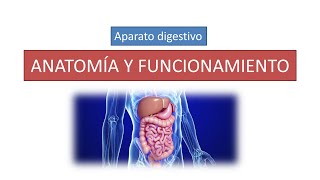 Anatomía y funcionamiento del aparato digestivo [upl. by Elliot]