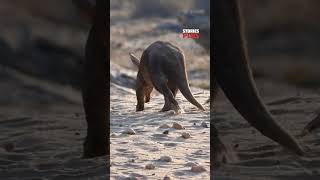 Aardvark 😍Ant eater കളെ പോലെ മറ്റൊരു ജീവി malayalam facts animals shorts aardvark [upl. by Varrian]