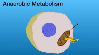 Aerobic vs Anaerobic Metabolism for EMTs [upl. by Hayott647]