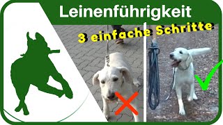 LEINENFÜHRIGKEIT dem Hund in 3 SCHRITTEN das Leine ziehen abgewöhnen  ganz einfach [upl. by Enitsej597]