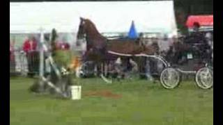 tuigpaard dutch harness horse [upl. by Leur]