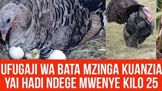 UFUGAJI WA BATA MZINGA  A  Z  KUANZIA YAI HADI NDEGE MWENYE UZITO WA KILO 25 [upl. by Burtie]