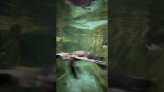 CUTE MAGELLANIC PENGUINS in Tropicarium Park shorts italy tropicarium penguin cute magellanic [upl. by Ydassac]