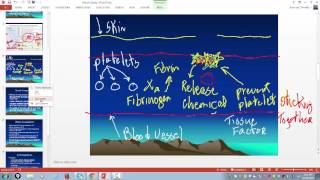 Effects of Heparin and Coumadin [upl. by Ahcarb522]