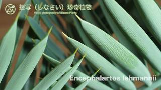 接写な。Encephalartos lehmannii（エンセファラルトス・レーマニー） [upl. by Ezzo753]