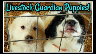 🧡 Great Pyrenees Pups to Future Protectors [upl. by Jelle117]