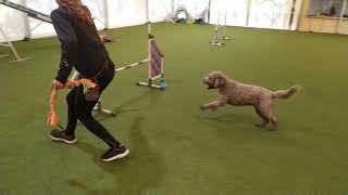 Agility training  lagotto romagnolo  2222021 [upl. by Leonardi]