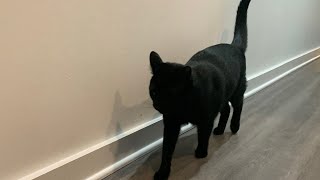 Bombay cat vs Black American Shorthair KEY DIFFERENCES [upl. by Kcirdderf324]