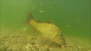 Karpfenangeln 2016  Die Welt unter der Wasseroberfläche [upl. by Gessner]