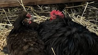 Bantam Chickens Pros And Cons [upl. by Rhoades]