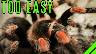 Top 10 EASY Pet Tarantulas For YOU  Low Maintenance [upl. by Aivatahs]