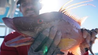 Hogfish Dogfish Tampa Bay piggys saltwater fishing [upl. by Tybie]