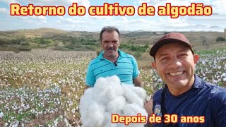 AGRICULTORES DE AROEIRAS VOLTA A CULTIVAR ALGODÃO DEPOIS DE MAIS DE 30 ANOS [upl. by Prebo]