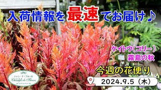 今週の花便り 98【202495】秋を感じるお花が徐々に入荷♪ 【入荷情報を最速でお届け】 [upl. by Ahsekyw]