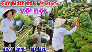 Xót xaquot hàng nghìn chậu Cúc Mâm Xôi phá bỏ hếtquot Thảm cảnh hoa tết Chợ Lách Bến Tre 2025 đổ nợ [upl. by Donaldson]