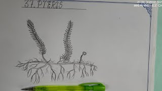 Drawing PTERIS in easy stepssameerartsintermediaterecord botanyTheLefthandedArtist pteridophytes [upl. by Haskins]