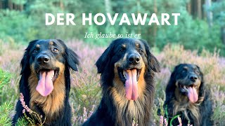 Der Hovawart [upl. by Hermosa]