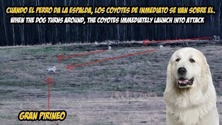 Analizando Gran Pirineo enfrentando una manada de coyotes  Coyote vs Dog [upl. by Walters]