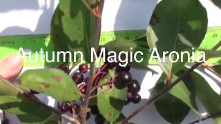 Which Aronia to Grow Comparison of Viking McKenzie Autumn Magic Raintree Select Aronia Bushes [upl. by Dalpe48]