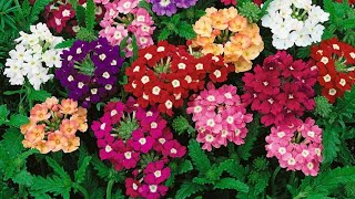 Garden Verbena Flower Grow At Home 😍Summer Flower garden summer home verbena multicolor 2024 [upl. by Ynohtnacram454]