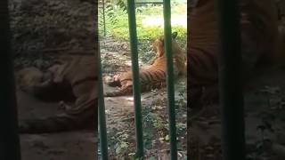 Lucknow zoo [upl. by Georas]