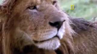 Documental de Leones Desde que Nacen Hasta que Mueren Documentales National Geographic Español [upl. by Aletha]