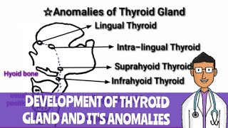 Development of Thyroid Gland and Anomalies of Thyroid gland [upl. by Zurek]