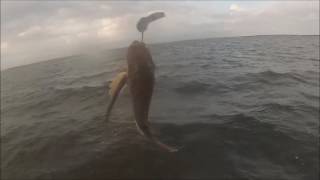 fishing in the Barnegat Bay [upl. by Jamnes142]