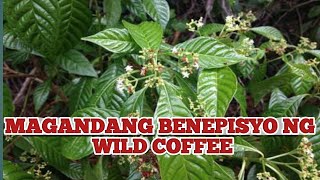 WILDCOFFEE  HERBAL PLANT  HEALTH BENEFITS [upl. by Nykal]