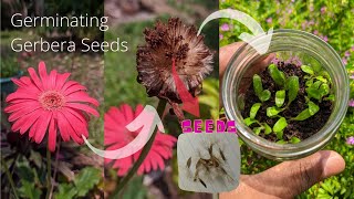 How to germinate gerbera seeds  Babandasia from seeds gerbera seed propagation  Part 01 [upl. by Neellek123]