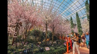 Sakura Matsuri 2019 Floral Display [upl. by Ettenyl351]