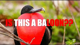 quotThe Magnificent Frigate Bird Natures Boldest Aerial Performerquot [upl. by Cirone22]