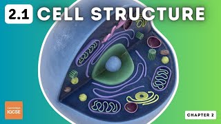 How to draw a plant cell  Easy step by step diagram of plant cell  Biology [upl. by Thay]